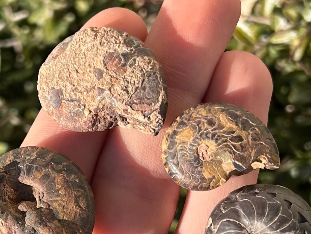 Fossil Goniatites LOT OF 5 Morocco Ammonite Devonian Age
