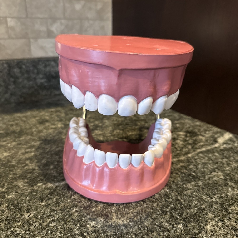 Dental Teeth Model Teaching Study Tool Mouth Large 6” Anatomical Full Set