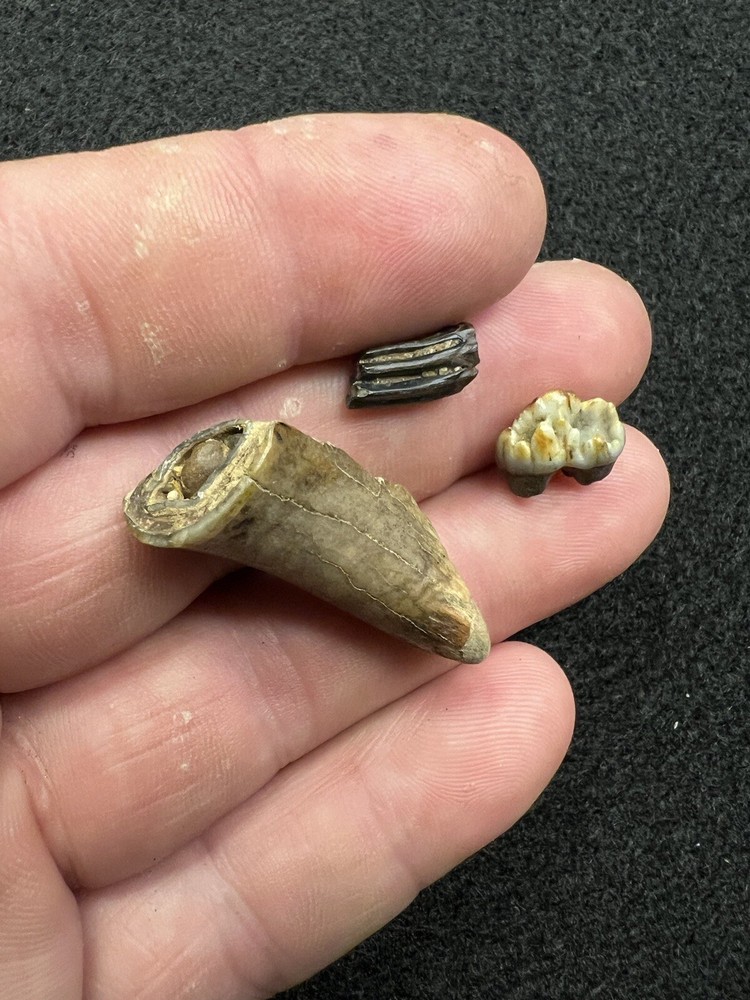 Fossil Mammal Teeth From Mississippi