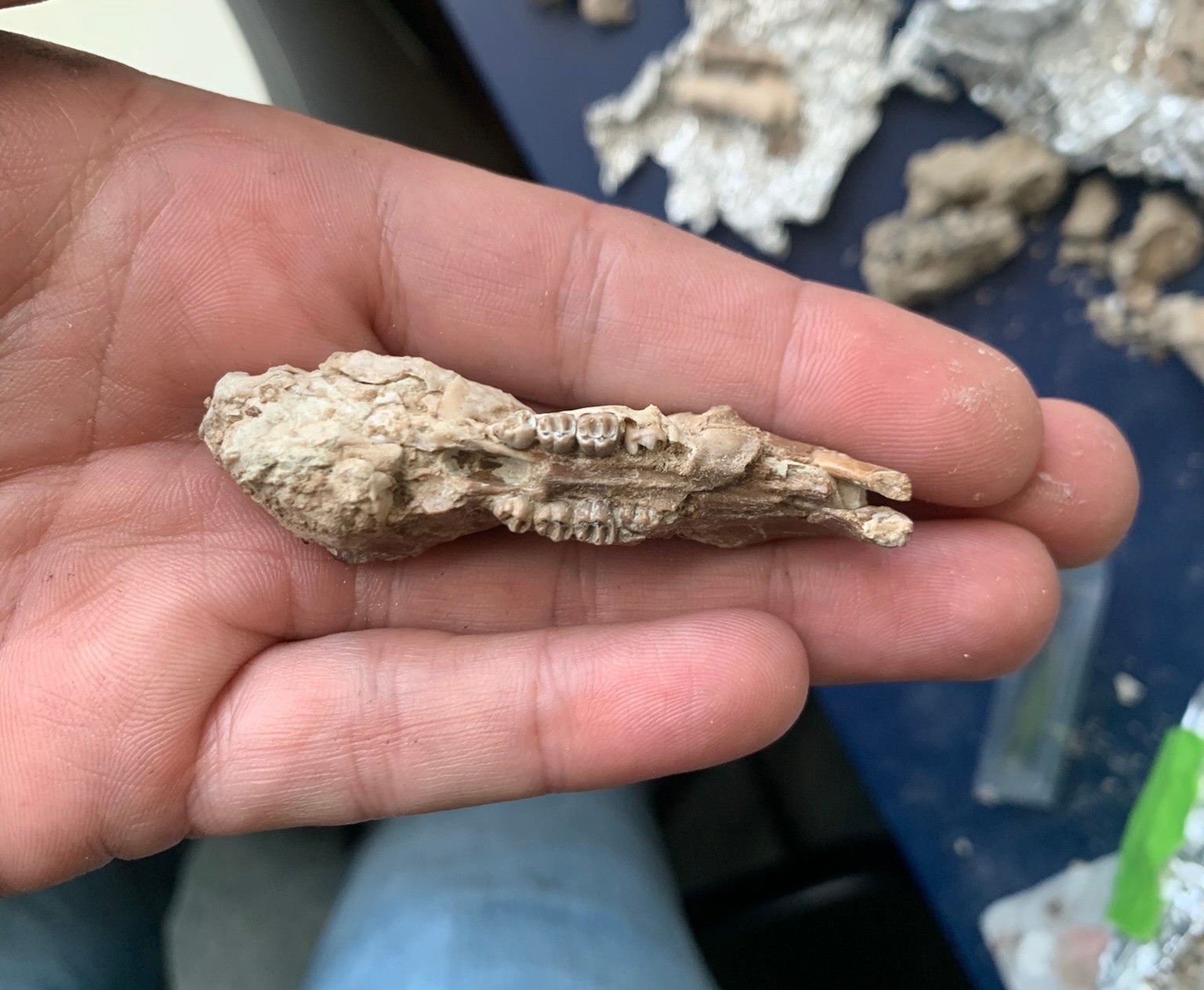 Fossil squirrel skull, Ischyromys, White river badlands, Nebraska