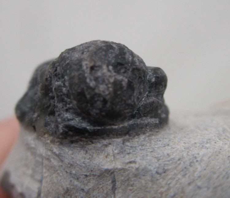 Devonian Fossil Trilobite Gerastos/Proetus Devonian Issoumour Morocco