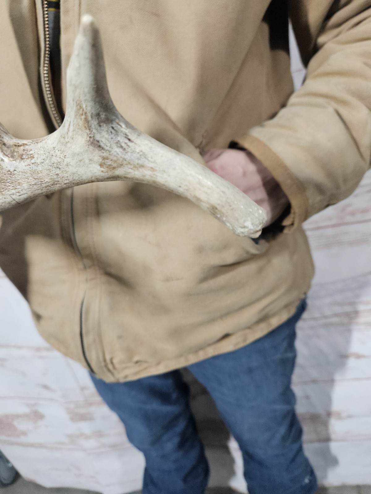 Freak Whitetail Deer Antler Shed Horn Rack Decor 5 Point Man Cave Decor 56"