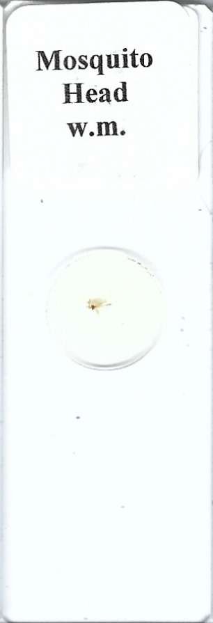 Mosquito Head w.m. Microscope Slide