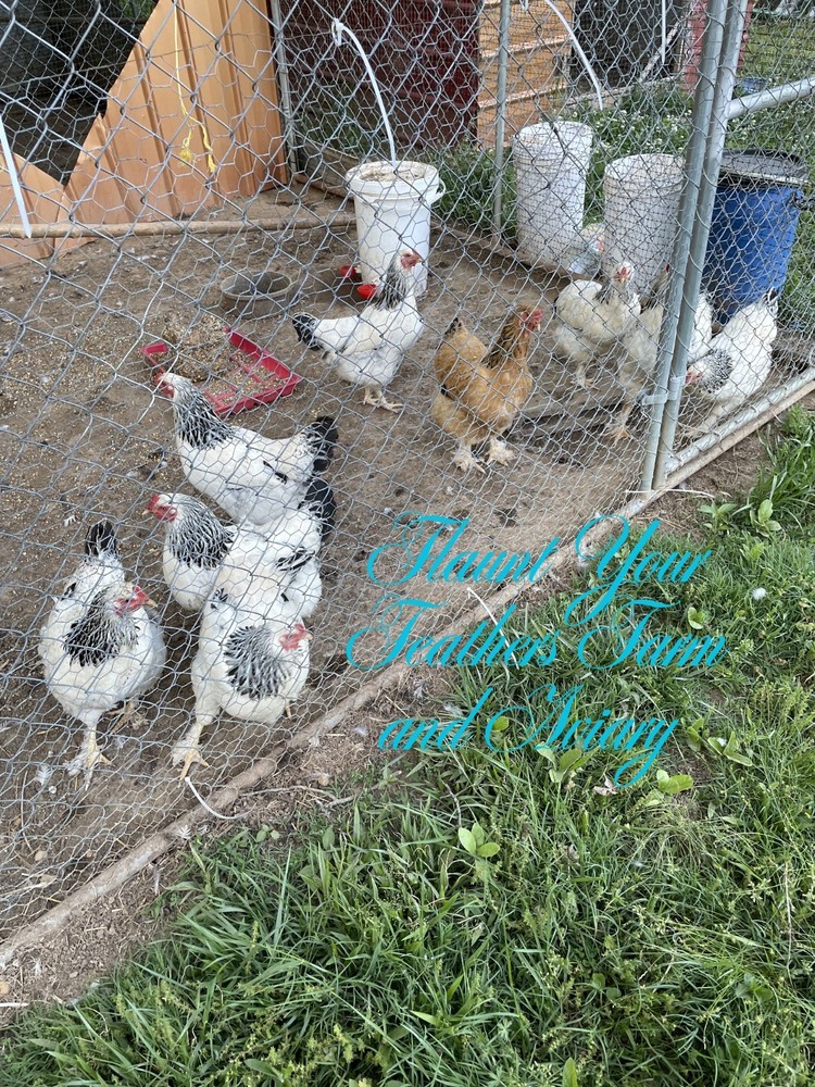 white and buff brahma hatching eggs $45 for 12 eggs