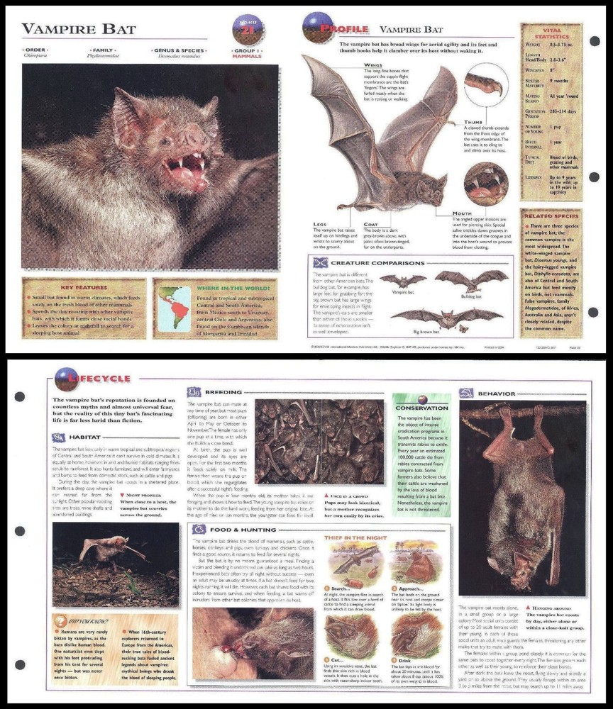 Fold-Out Sheet - Vampire Bat - 21