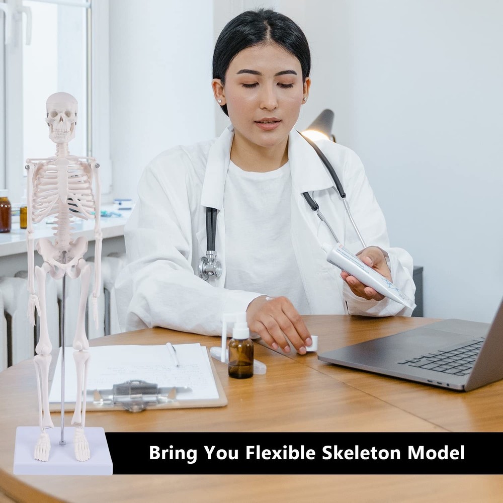 Human Skeleton Model (17.7in) for Anatomy