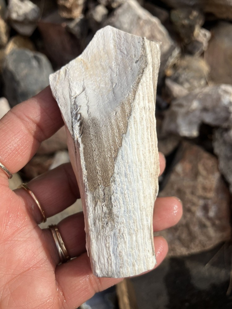 Opalized Petrified Wood