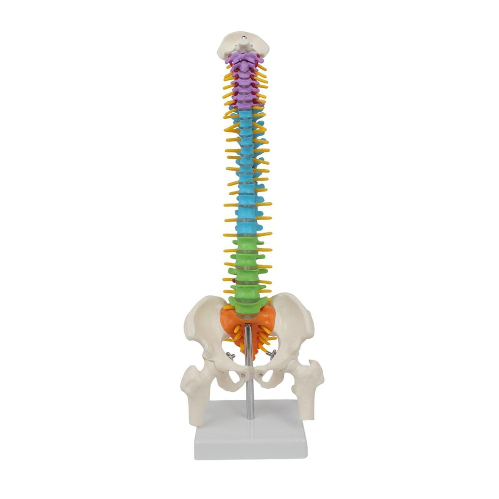 Human Spine Model Skeleton Model Anatomical Model