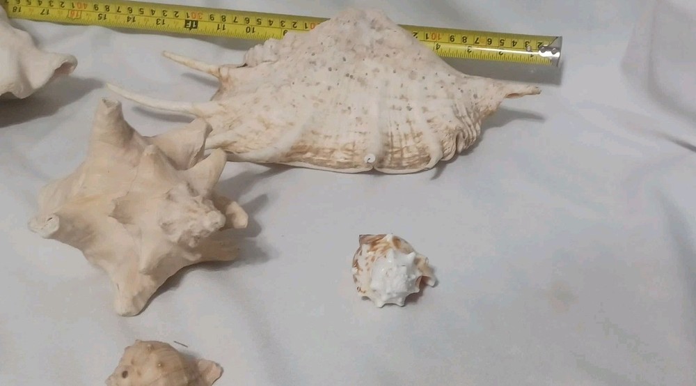 Assorted Large Conch / Seashell Lot See Pics