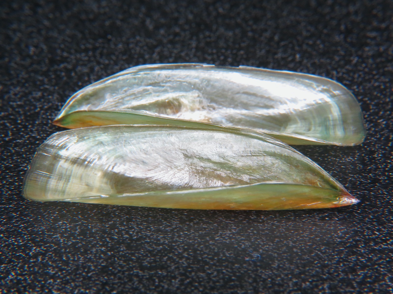 PHUKET BRACHIOPOD: ID IS (LINGULA ANATINA) @ 40.8MM! I'M THE ONLY SELLER! GIANT!