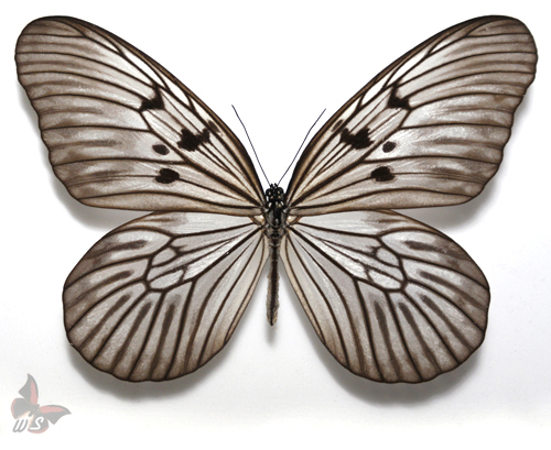 Idea blanchardi,UNMOUNTED butterfly