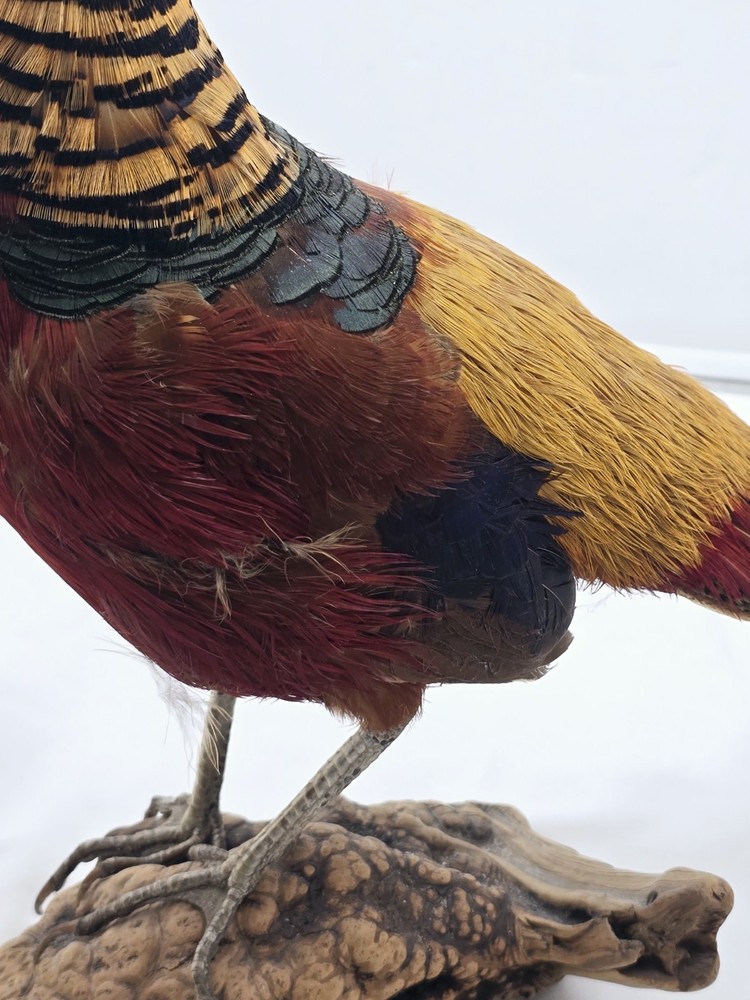 Red Golden Pheasant Taxidermy