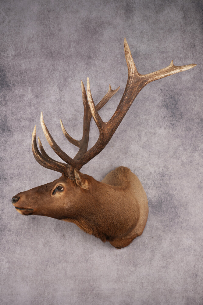 Elk Shoulder Mount SKU 2859