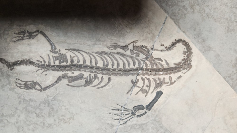 KEICHOUSAURUS FOSSIL