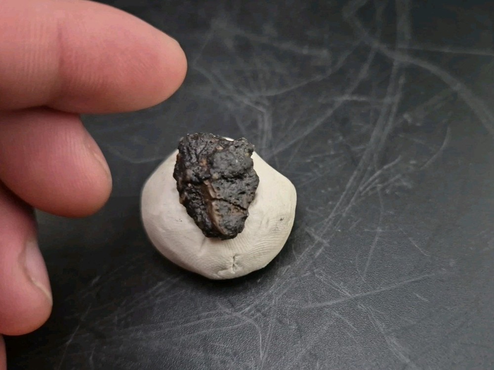 Fossil Dinosaur Permineralized Tooth T-rex 🦖