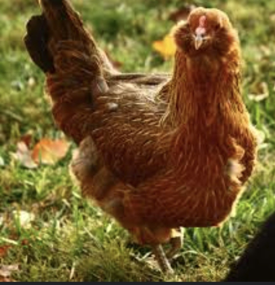 12 Beautiful Multi- Colored Ameraucana Easter Eggers Hatching Eggs NPIP