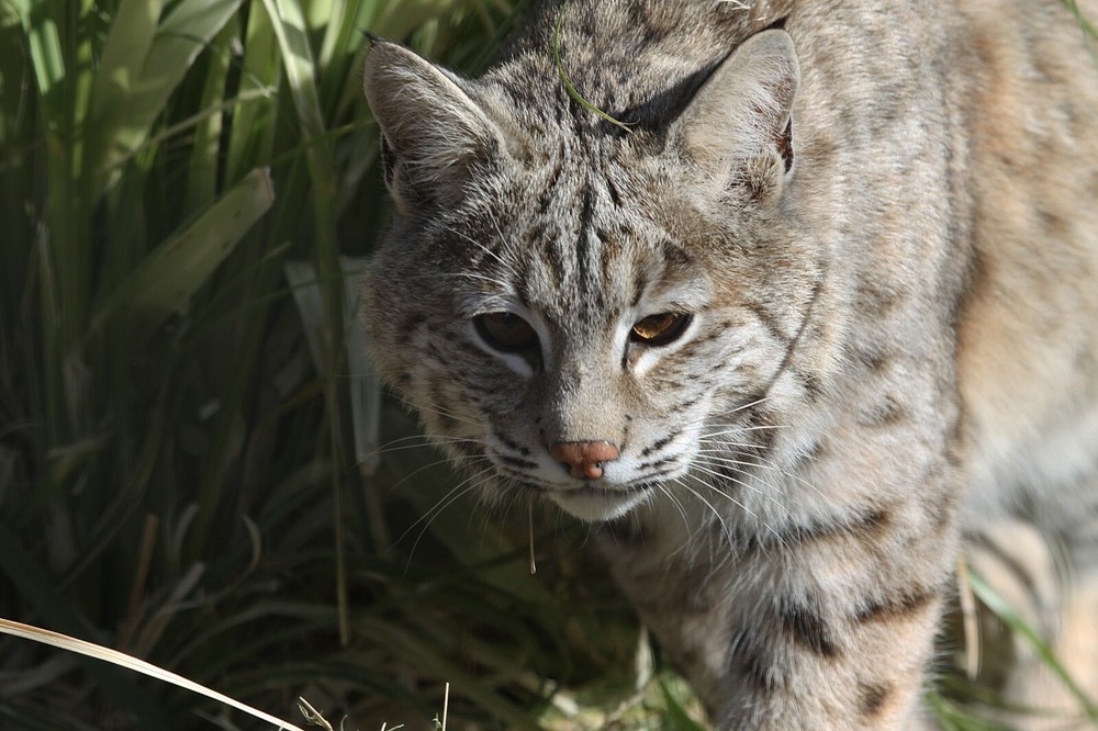 Bobcat - Vol. 2 Taxidermy Reference Photo Cd
