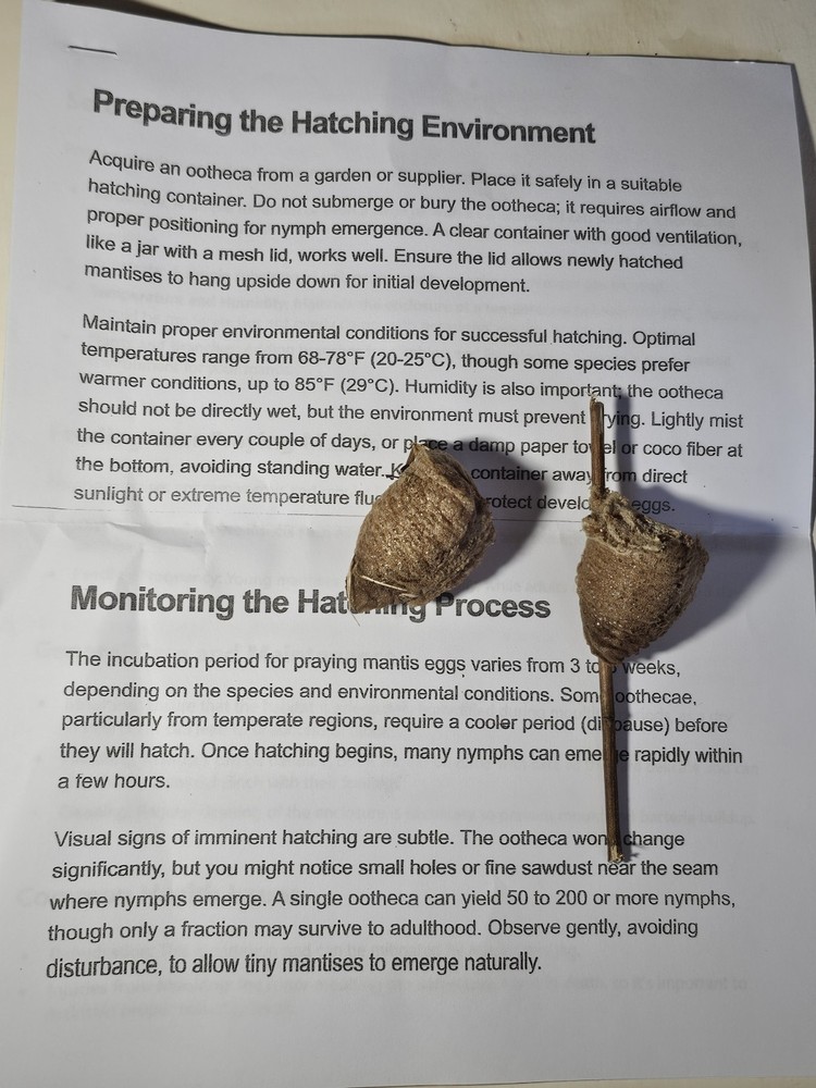 TWO PIECES LIVE PRAYING MANTIS EGG CASE OOTHECA FOR 2026 HATCHING