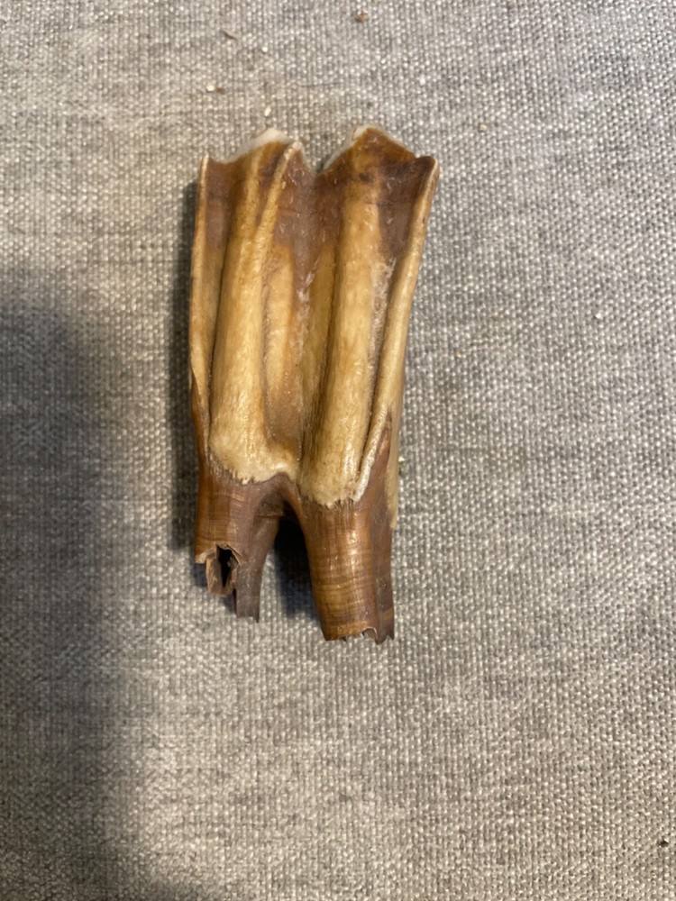 ice age horse tooth
