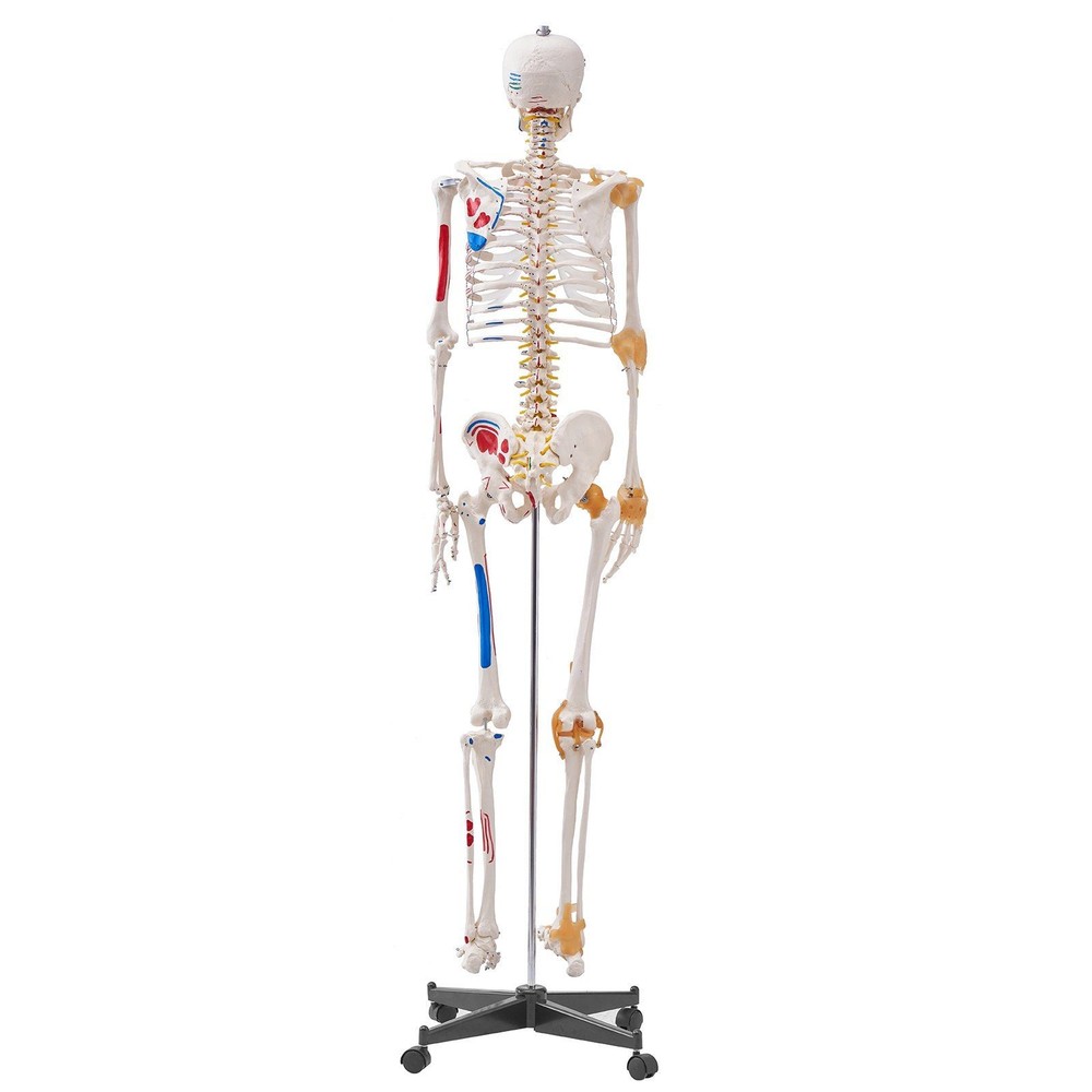 Functional 71.65" Human Skeleton Anatomical Model with Joint Play