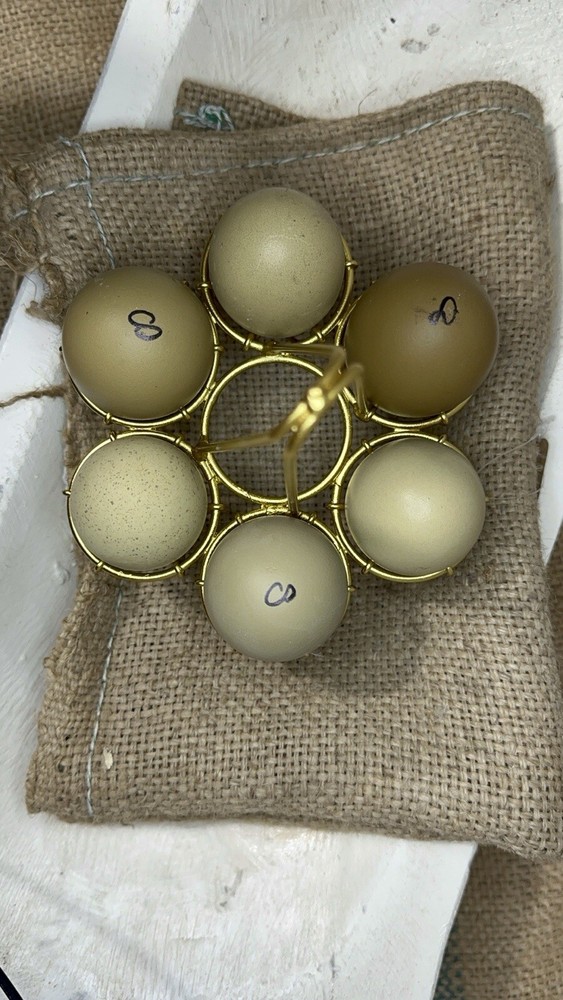 12 Olive Egger Hatching Eggs, Multigen F1 BC1 BC2 BC3, Dark Green & Brown , NPIP