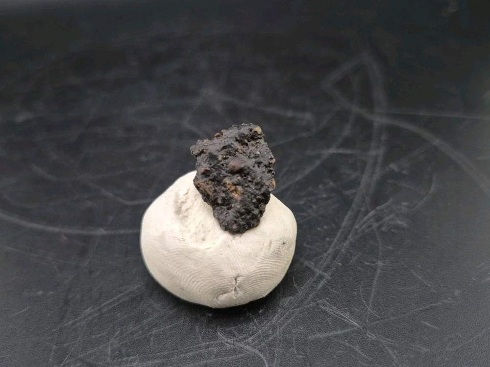 Fossil Dinosaur Permineralized Tooth T-rex 🦖