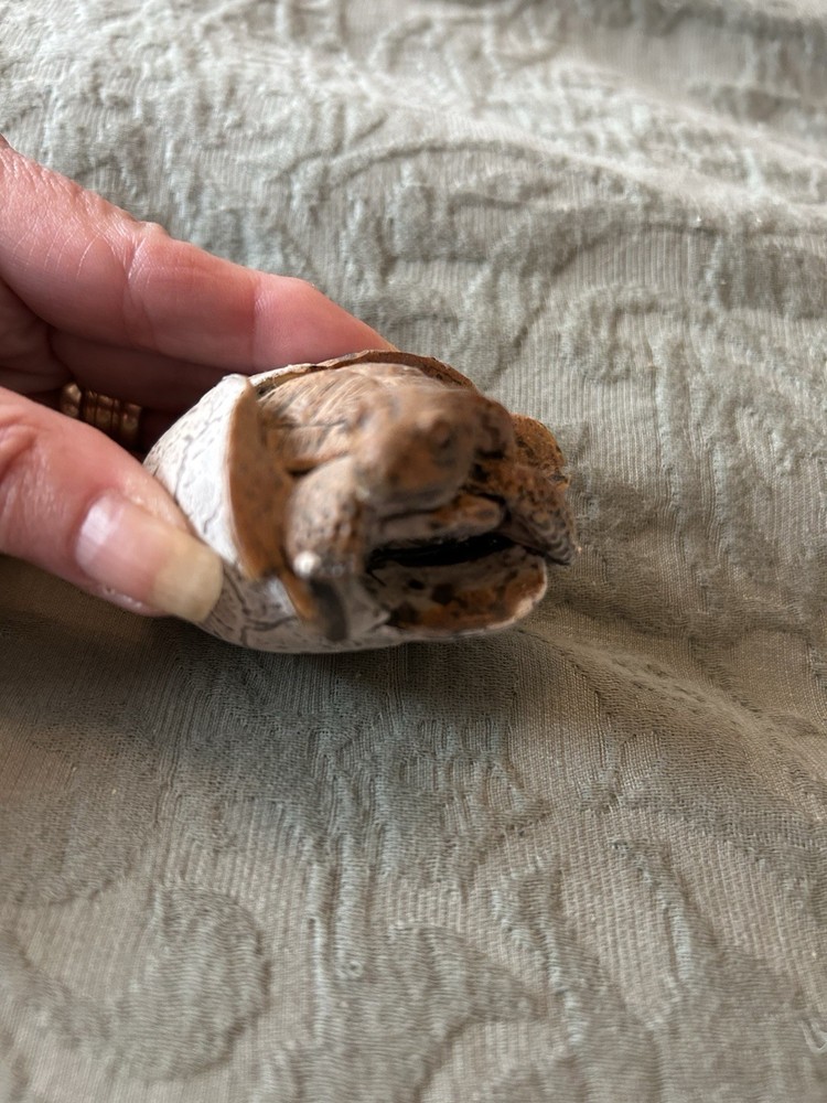 Baby Tortoise Emerging From Broken Shell Unusual Rubber Material 2”x1”