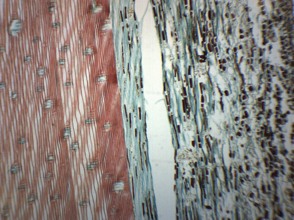 Pine Xylem & Tracheids - Prepared Microscope Slide - 75x25mm - Eisco Labs