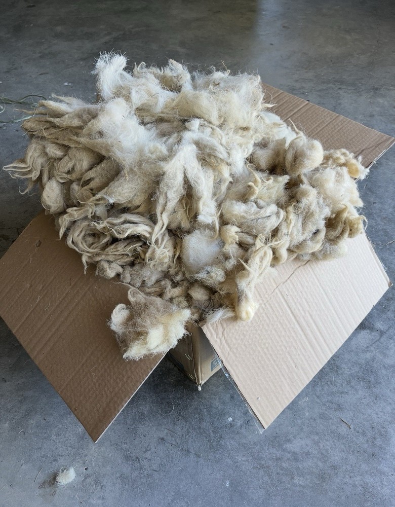 Raw Sheep Wool From Our Scottish black face Sheep