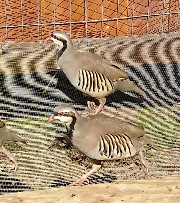 Chukar Partridge Hatching Eggs 8 Total