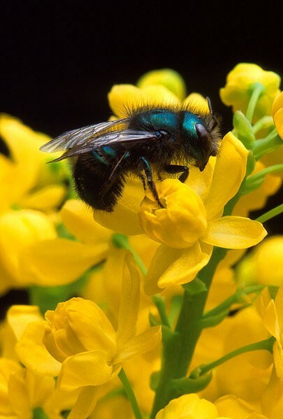 Blue orchard mason bee cocoons, inspected, hand-cleaned: spring pollinators