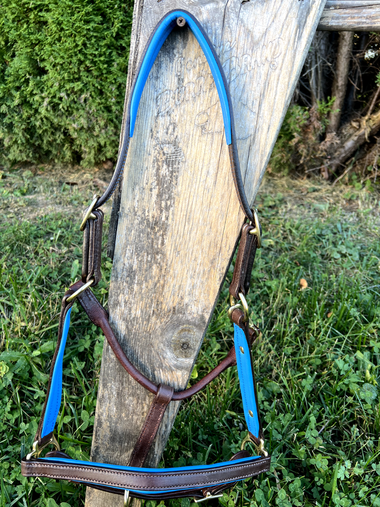Leaders 3/4" Leather Halter Royal Blue Padding with Solid Brass Hardware