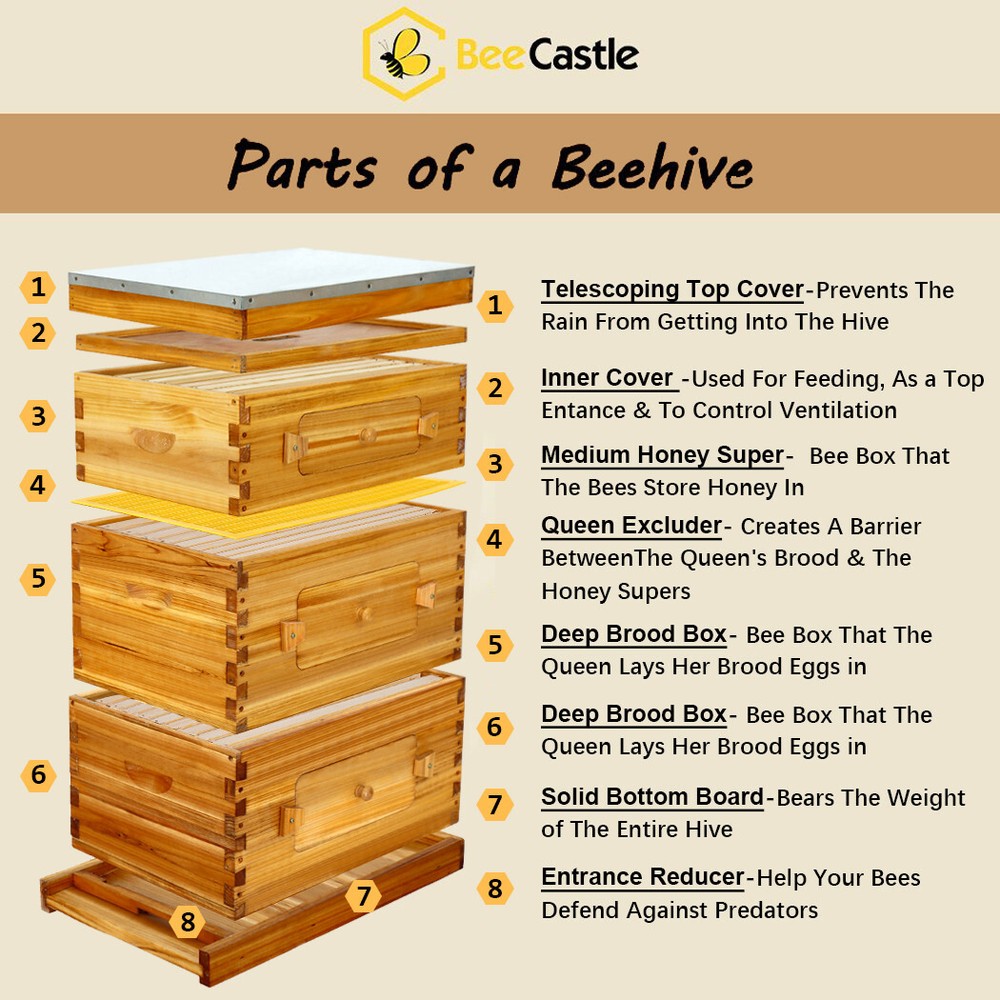 BeeCastle 10-Frame Langstroth Beeswax Coated Beehive with Plexiglass Windows