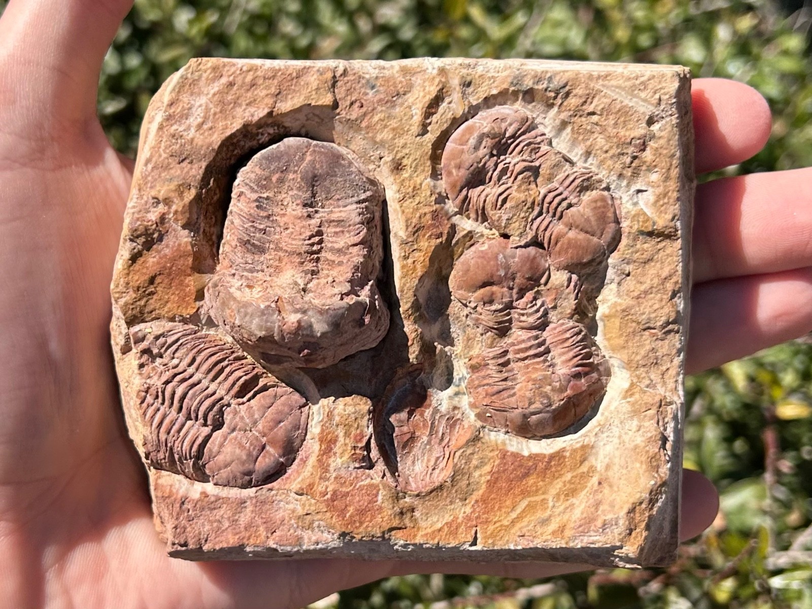 China Fossil Trilobites Multi Plate Ductina vietnamica Devonian Bugs in Matrix