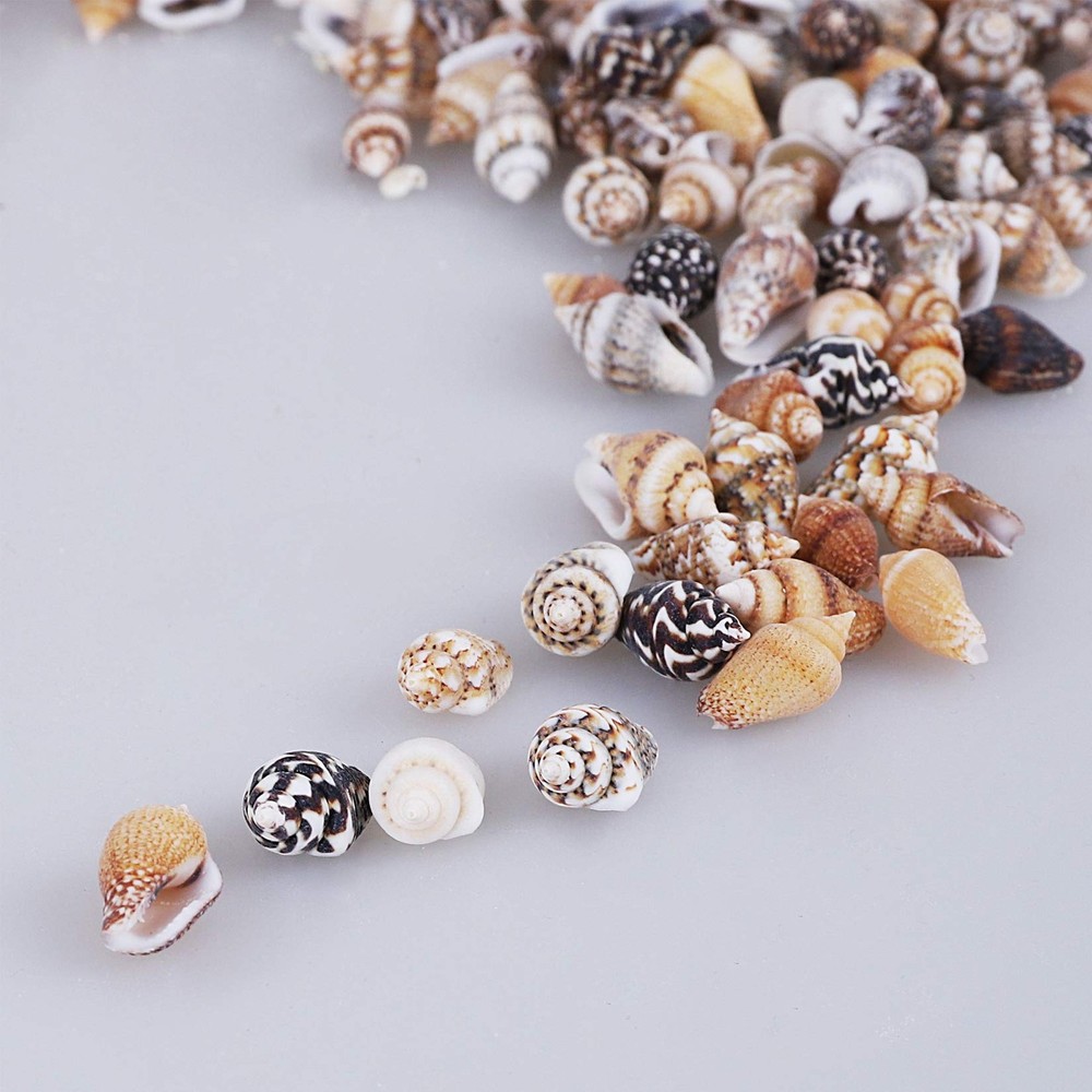2000 PCS Tiny Mini Small Sea Shells for Crafting Spiral Conch Shells for Crafts