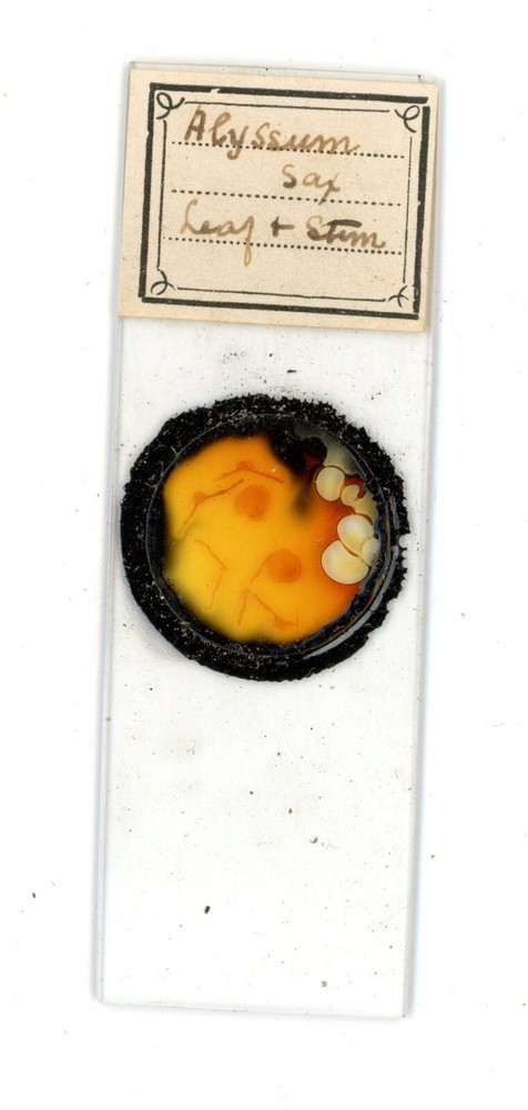 Antique glass Microscope slide Alyssum Sap Leaf & Stem sample #20