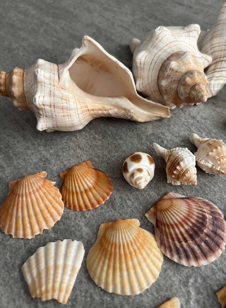 Beautiful Sea Shells Various !!