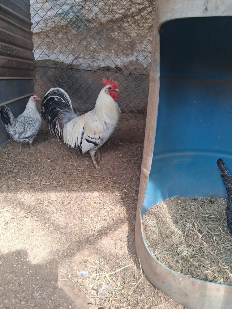 6 +Redmond Pure Hatching Eggs