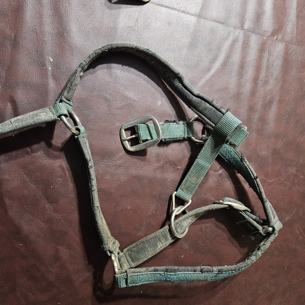 Two Yearling Medium Horse Leather Double Poly Stitched Halter