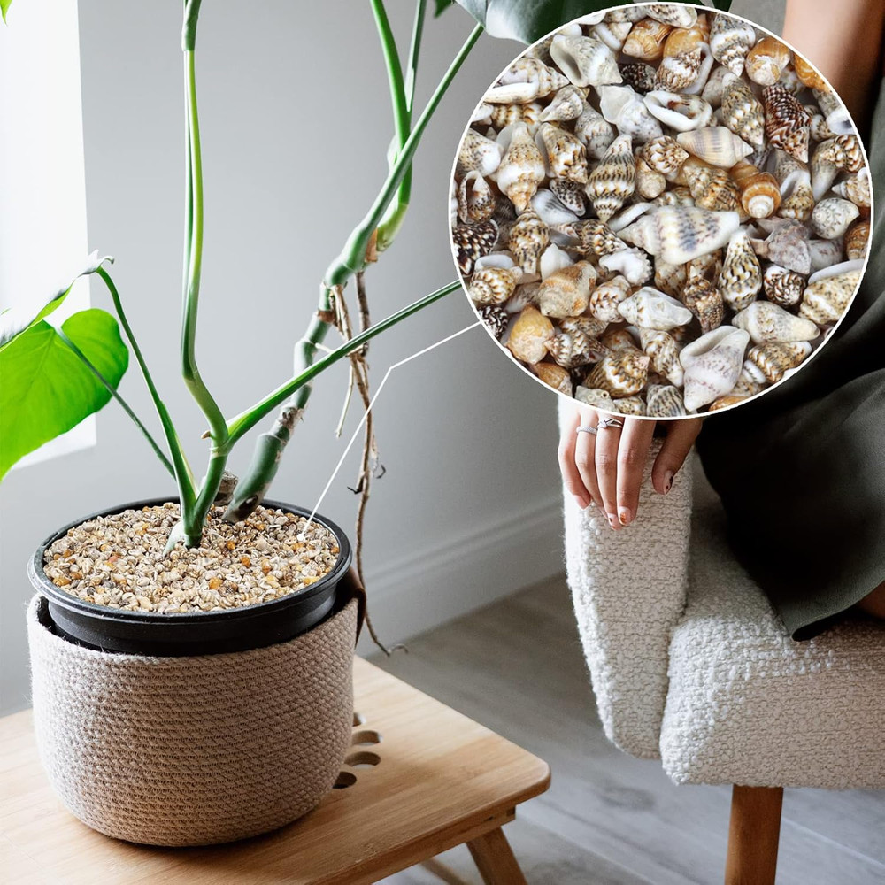 2000 Pcs Tiny Sea Shells for Crafting,Mixed Ocean Beach Mini Seashells Bulk f...
