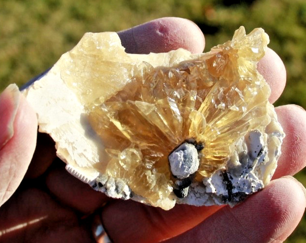 Fluorescent Fossil Crystal Clam from Ruck's Pit, Florida • Mercanaria permanga