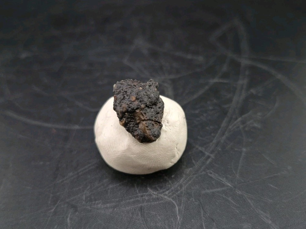 Fossil Dinosaur Permineralized Tooth T-rex 🦖