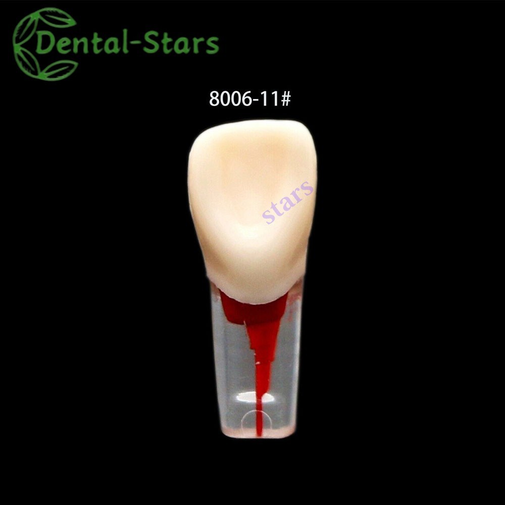 1/10Pc Dental Endodontic RCT Root Canal Practice Model Pulp Study Teaching #8006
