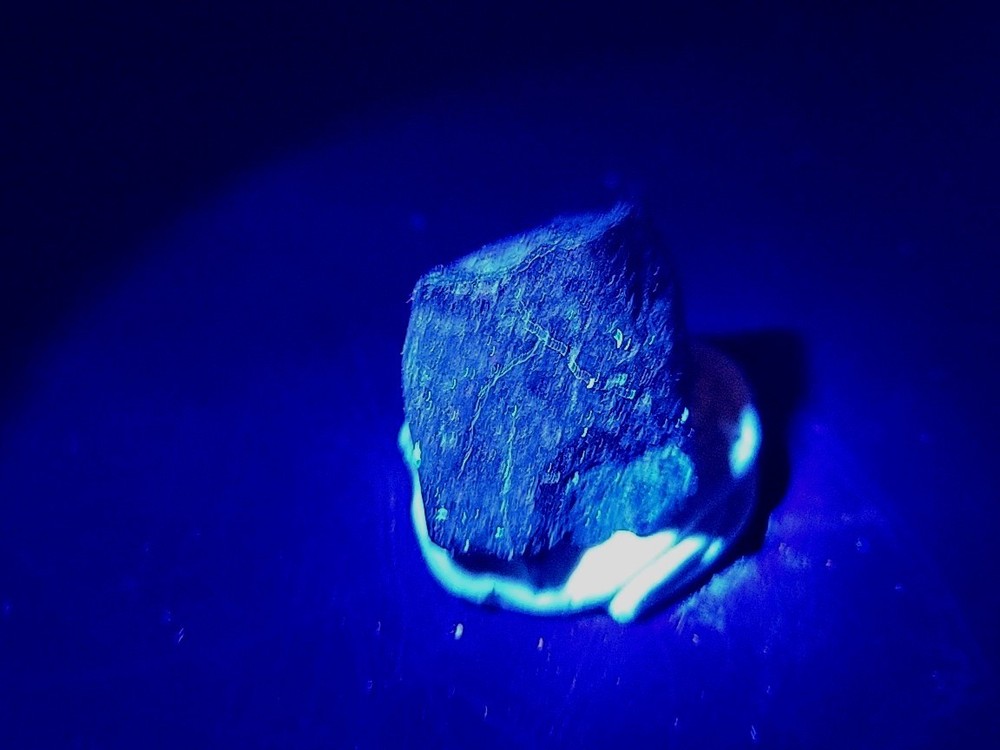 Fossil Dinosaur Tooth Unknown Species