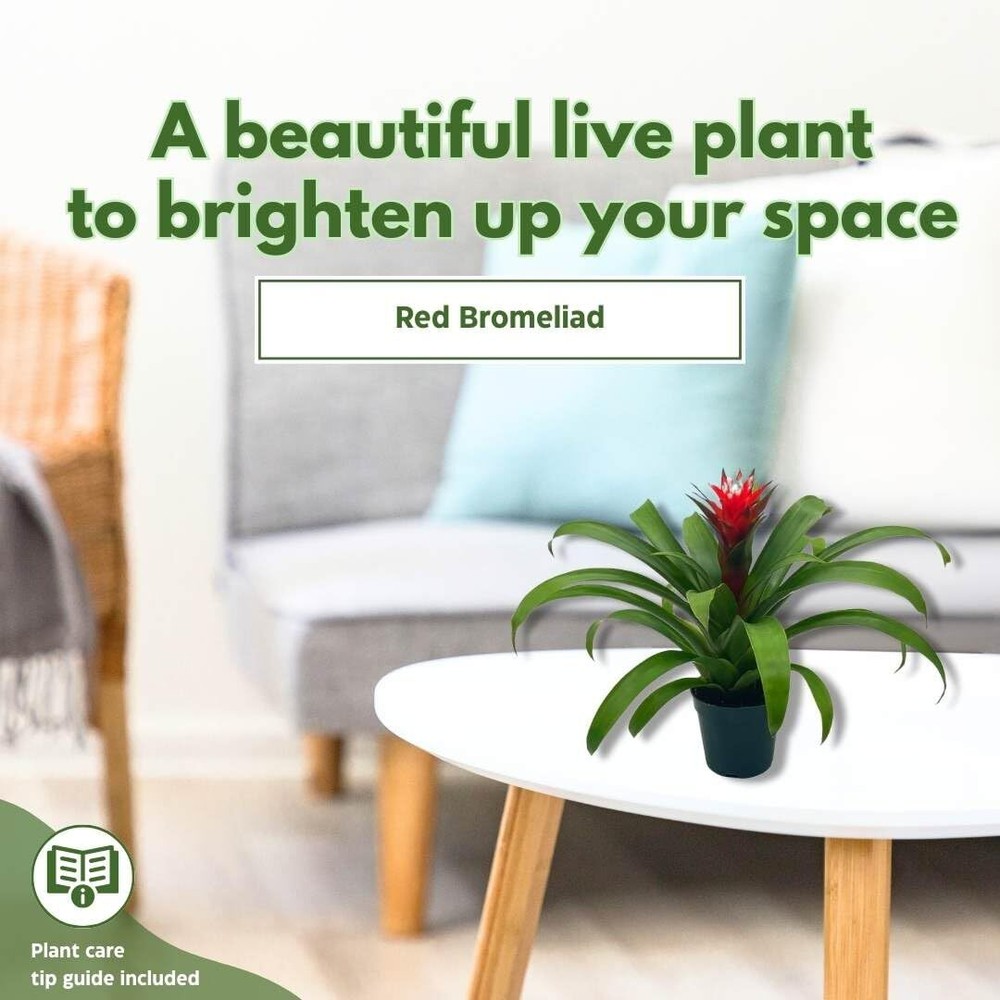 Red Bromeliad, 4 inch, Guzmania monostachia