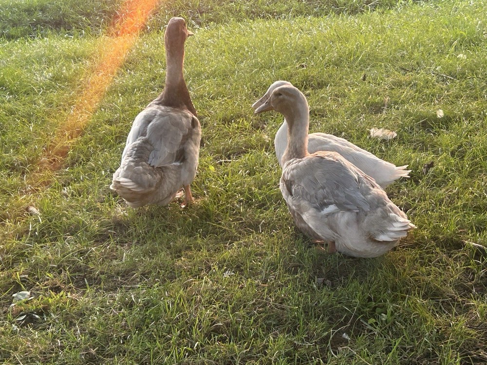 12+ Duck Fertilized Hatching Eggs Mixed Colors