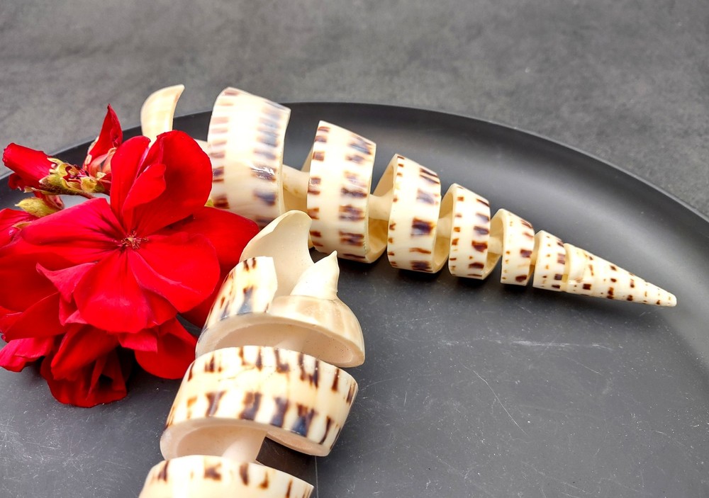 Spiral Cut Marlinspike Auger Seashell (1 shell approx. 5+ inches)