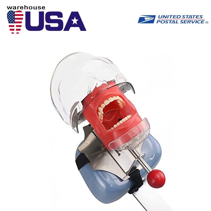 #USA Dental Simulator Mannequin Head Teeth Model Teaching Practicing Head Mold