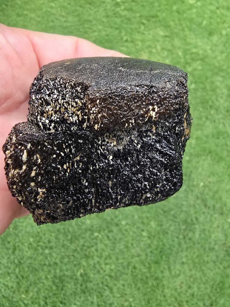 Partially Digested Caudal Tail Vertebrae - TX Mosasaur