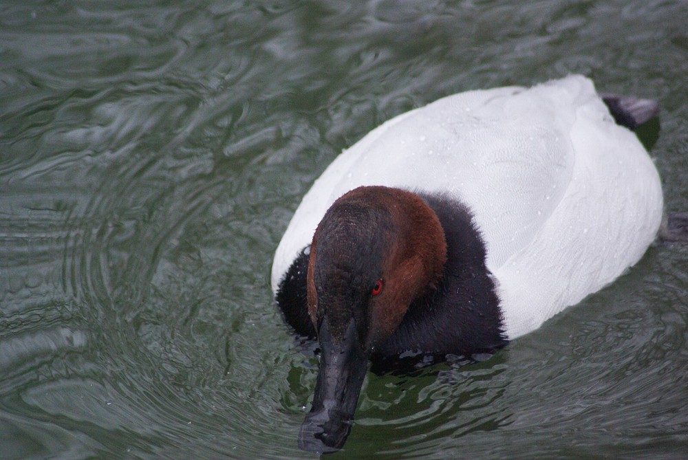 Canvasback Taxidermy / Decoy Carving Reference Photo Cd